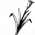 лилия, цветок