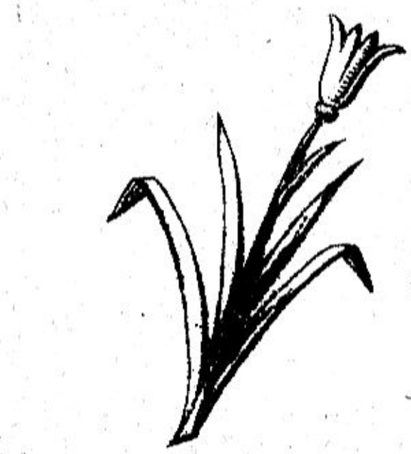 лилия, цветок