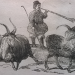 Пастух, стадо, козы, коза