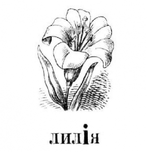 Лилия, цветок